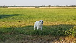 Kuvasz – Kuvasz Nørrehede 01