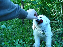 Kuvasz – Kölyök kuvasz