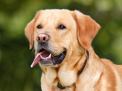 Labrador – Labrador Retriever (1210559)