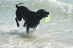 Labrador – Black Labrador Retriever retrieving