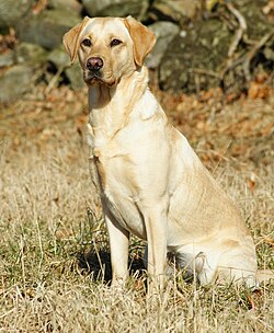 Labrador – Labrador Retriever Yellow