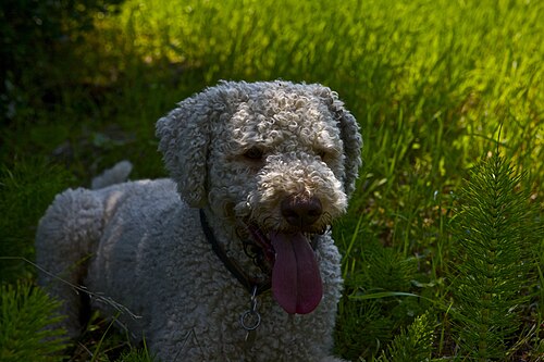 Lagotto Romagnolo – Lagotto Romagnolo 2