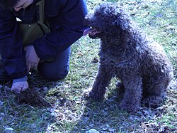 Lagotto Romagnolo – Lagotto Romagnolo à la recherche de truffes (1)