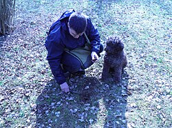 Lagotto Romagnolo – Lagotto Romagnolo à la recherche de truffes (3)