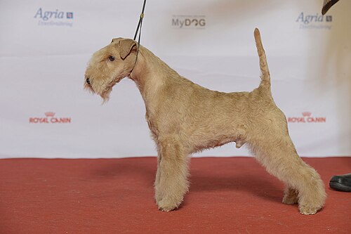 Lakeland Terrier – LAKELANDTERRIER, DK UCH LT ESCH FI UCH NO UCH NO V 15 SE UCH Chelines In Extremis (24290878205)
