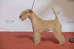 Lakeland Terrier – Grupp 3, LAKELANDTERRIER, JEUW 15 Big Lady’s Micro Nikita (23681983414)