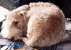 Lakeland Terrier – Lakeland terrier 045