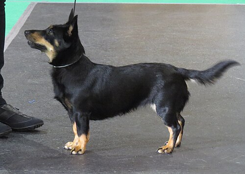 Lancashire Heeler – Lancashire Heeler in Riga 2