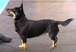 Lancashire Heeler – Lancashire Heeler in Riga 1