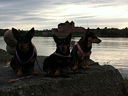 Lancashire Heeler – Lancashire heelerit Hämeen linnan edustalla