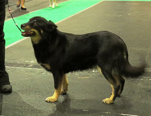 Cane da renna della Lapponia – Lapinporokoira in Riga
