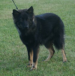 Cane da renna della Lapponia – Lapponian Herder black & tan 2