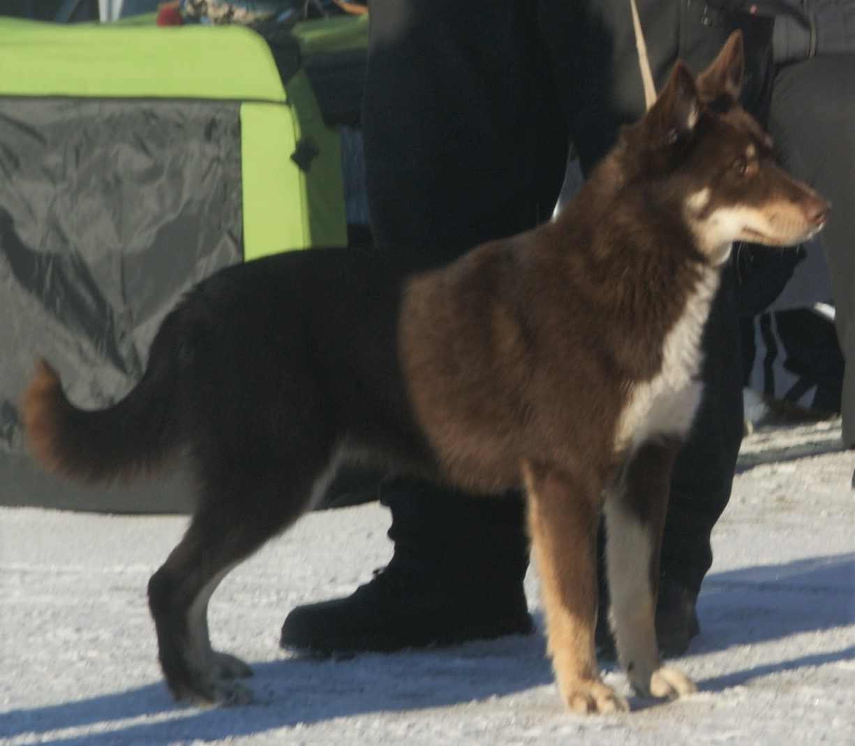 Cane da renna della Lapponia – Lapponianherder liver&tan1