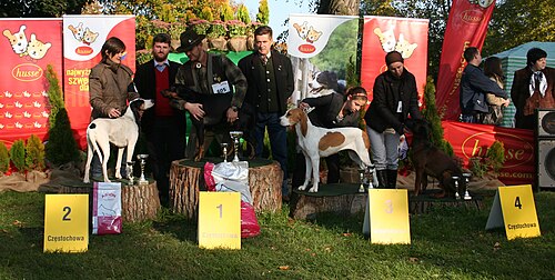 Schweizer Laufhund – Wystawa w Częstochowie zwycięzcy 09.10.10 3p