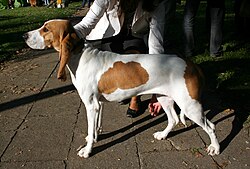 Schweizer Laufhund – Wystawa w Częstochowie gończy ze Schwyz 09.10.10. p