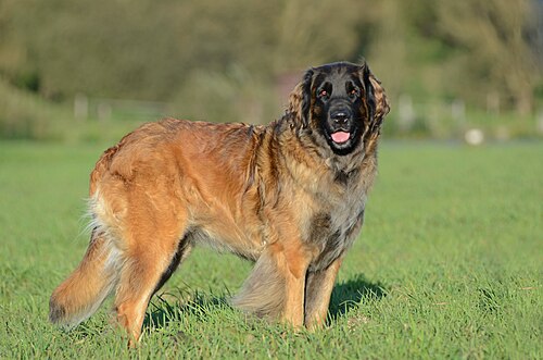 Léonberg – Leonberger Huendin