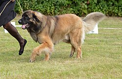 Léonberg – Leonberger 2021