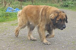Léonberg – Leonberger dog 001