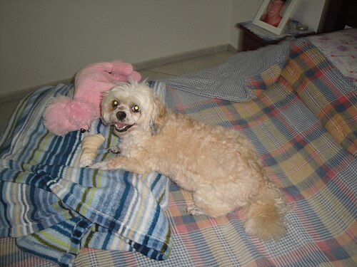 Lhasa Apso – LhasaApso1