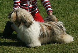 Lhasa Apso – Lhasa Apso golden
