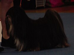 Lhasa Apso – Lhasaapso b&w2