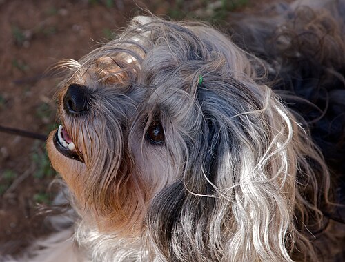 Löwchen – Löwchen dog (Basil Smile)