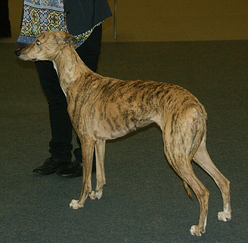 Magyar Agár – Brindle Hungarian Greyhound