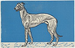 Magyar Agár – Greyhound MET DP844722