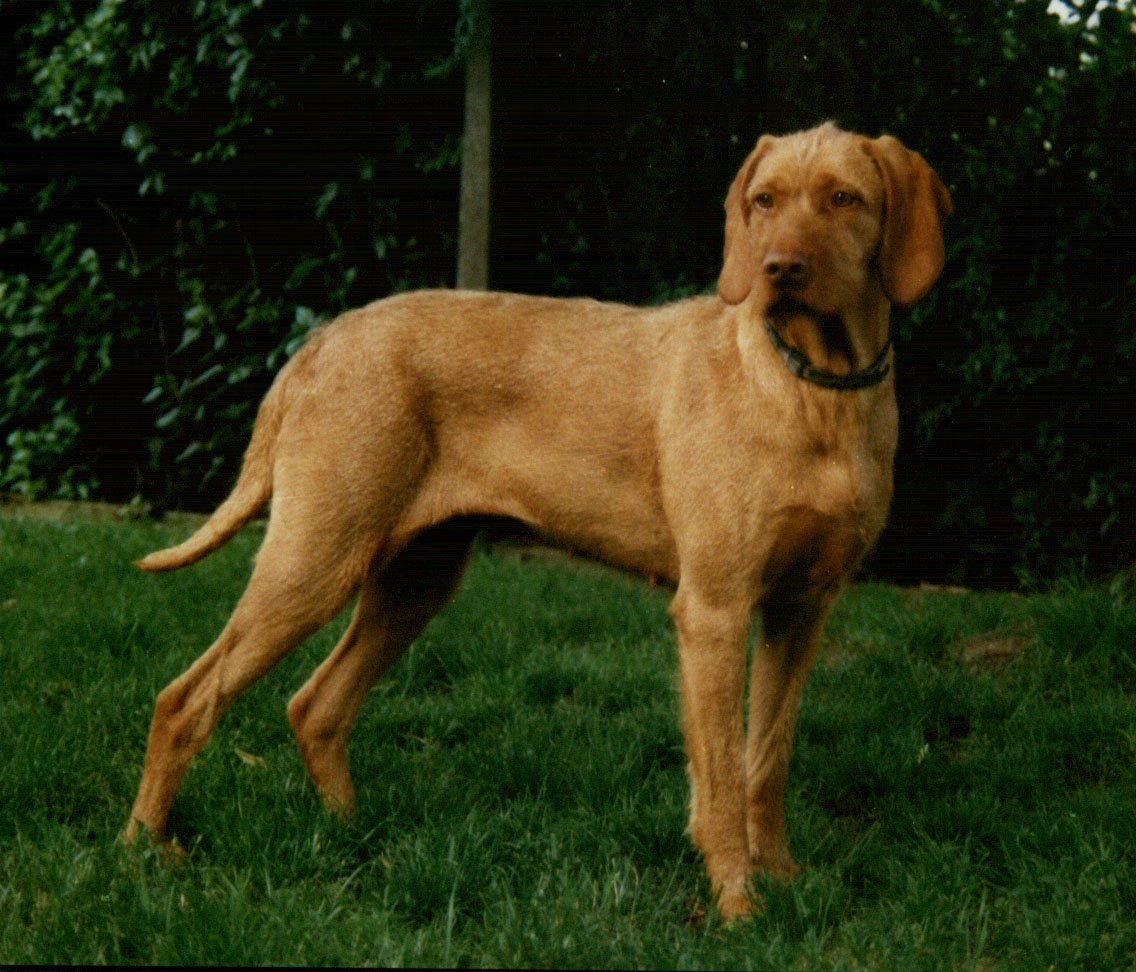 Hungarian Wirehaired Vizsla – Magyar Vizsla Drahthaar auch drahthaariger Ungarischer Vorstéhund genannt
