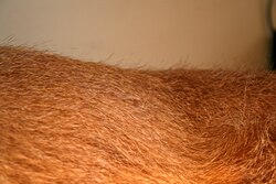 Hungarian Wirehaired Vizsla – Wirehaired coat