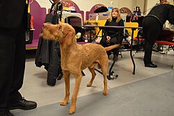 Hungarian Wirehaired Vizsla – Wirehaired Vizsla GCH Solaris Smokin' Hot Habenera 1 (16577943446)