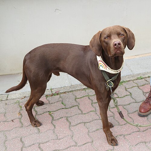 Magyar Vizsla Kurzhaar – Vizslador Vizsla Labrador Hybride