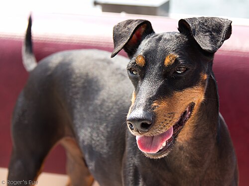 Manchester Terrier – Anchor, the Manchester Terrier3