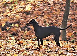 Manchester Terrier – Manchester Terrier, suczka 4 lata (na 2023 rok)