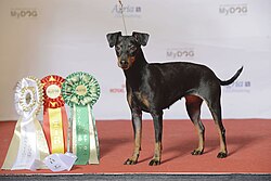 Manchester Terrier – Grupp 3, MANCHESTERTERRIER, NORD UCH Tsar Ping’s roller Coaster Sigyn (24227701621)