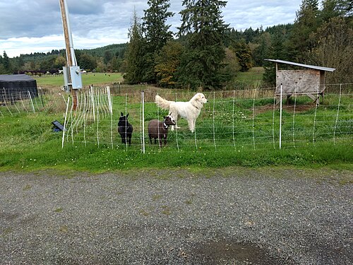 Berger de la Maremme et des Abruzzes – Alert Maremma Sheepdog and Nigerian Dwarf Goats
