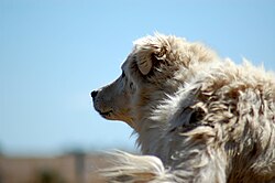 Berger de la Maremme et des Abruzzes – Maremma Sheepdog 1