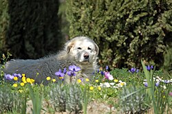 Berger de la Maremme et des Abruzzes – Maremma Sheepdog 2