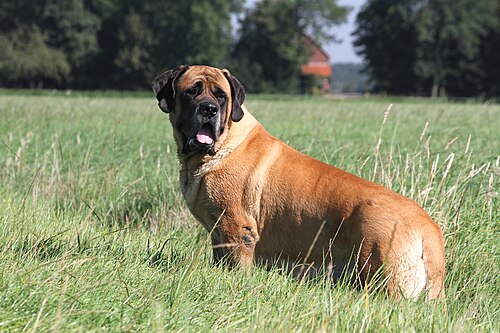 Mastiff – Mastiff English Mastiff