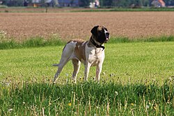 Mastiff – Pied Mastiff