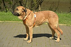 Mastiff – Leonese Mastiff posing in profile