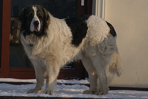 Pyrenean Mastiff (Mastín del Pirineo) – Pirenej