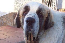 Pyrenean Mastiff (Mastín del Pirineo) – Ivanhead