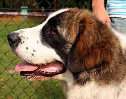 Pyrenean Mastiff (Mastín del Pirineo) – Masif pirenejski profil 979