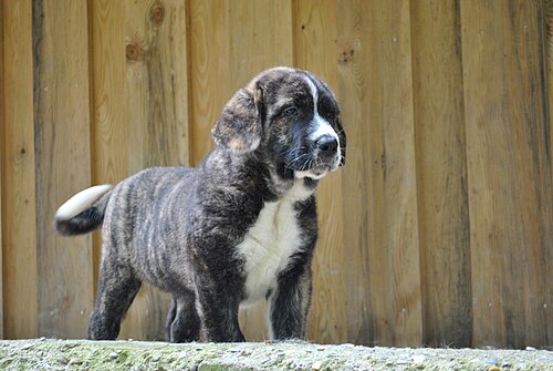 Spanischer Mastiff (Mastín Español) – Puppy (7 week)