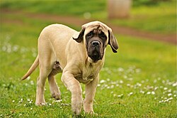 Spanischer Mastiff (Mastín Español) – Pluto as Dumbo ... (3341583025)