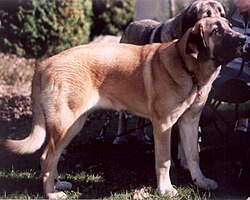 Spanischer Mastiff (Mastín Español) – Mastify hiszpanskie