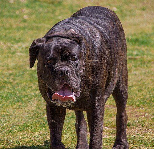 Mastino Napoletano – Neapolitan Mastiff (mastino napoletano)