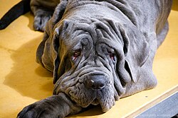Mastino Napoletano – Neapolitan mastiff (7982300911)