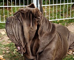 Mastino Napoletano – Mastino napoletano 675